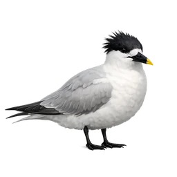 Chinese Crested Tern