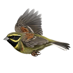 Cirl Bunting, in flight