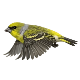 Citril Finch, in flight