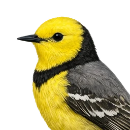 Citrine Wagtail, profile