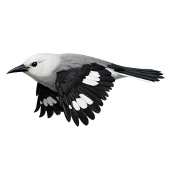 Clark’s Nutcracker, in flight