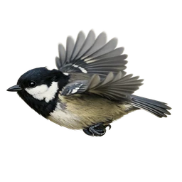 Coal Tit, in flight