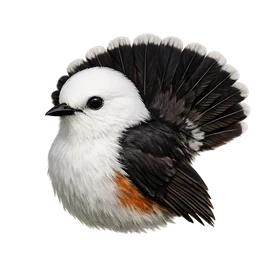 Cock-tailed Tyrant, profile
