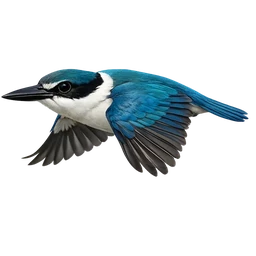 Collared Kingfisher, in flight