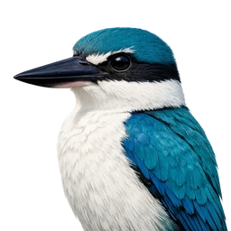 Collared Kingfisher, profile