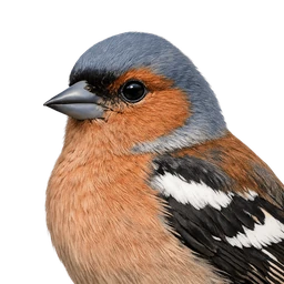 Common Chaffinch, profile