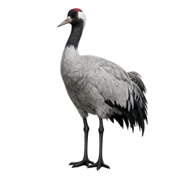 Common Crane