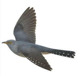Common Cuckoo, in flight