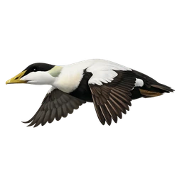 Common Eider, in flight