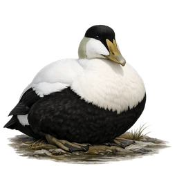 Common Eider