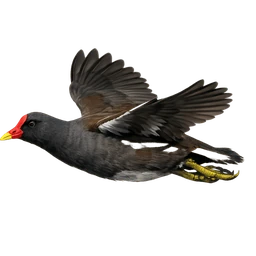 Common Gallinule, in flight