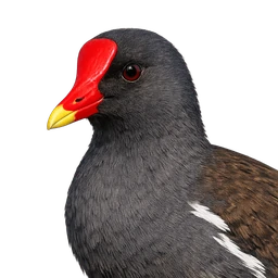 Common Gallinule, profile