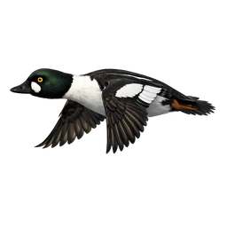 Common Goldeneye, in flight