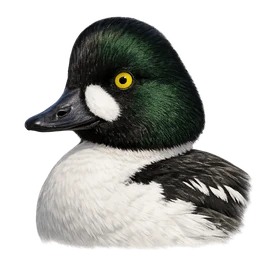 Common Goldeneye, profile