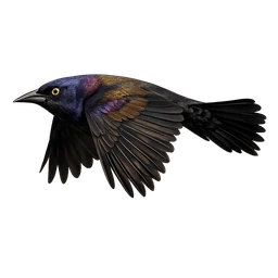 Common Grackle, in flight