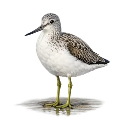 Common Greenshank