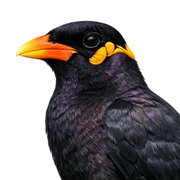 Common Hill Myna, profile
