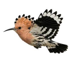 Common Hoopoe, in flight