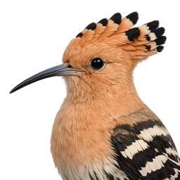 Common Hoopoe, profile