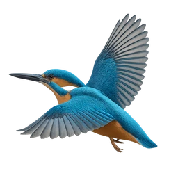 Common Kingfisher, in flight