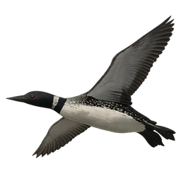 Common Loon, in flight