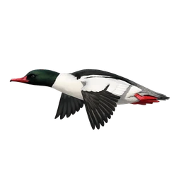 Common Merganser, in flight