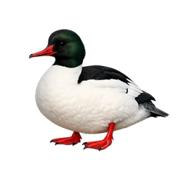 Common Merganser