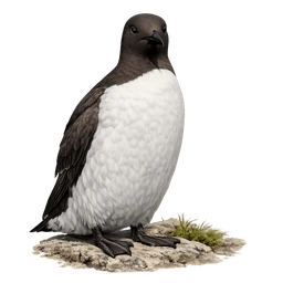 Common Murre