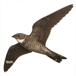Common Nighthawk, in flight