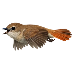 Common Nightingale, in flight