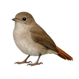 Common Nightingale