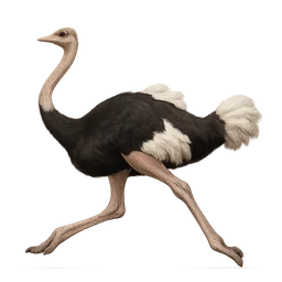 Common Ostrich, in flight
