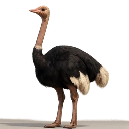 Common Ostrich