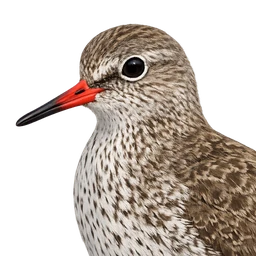 Common Redshank, profile