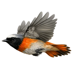 Common Redstart, in flight