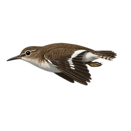 Common Sandpiper, in flight
