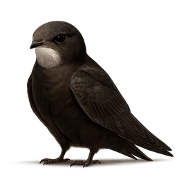 Common Swift