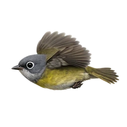 Connecticut Warbler, in flight