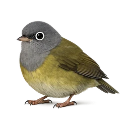 Connecticut Warbler