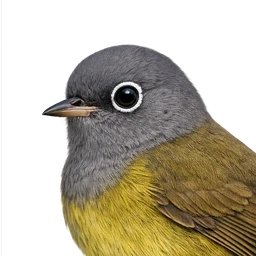 Connecticut Warbler, profile