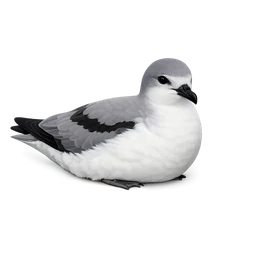 Cook’s Petrel