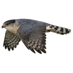 Cooper's Hawk, in flight