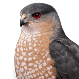 Cooper's Hawk, profile