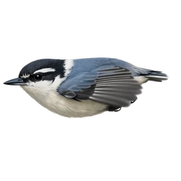 Corsican Nuthatch, in flight