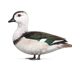 Cotton Pygmy Goose