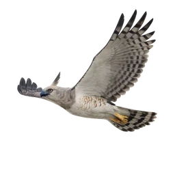 Crested Eagle, in flight