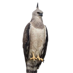 Crested Eagle