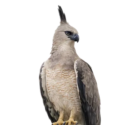 Crested Eagle, profile