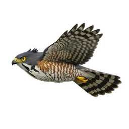 Crested Goshawk, in flight