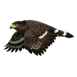 Crested Serpent-Eagle, in flight